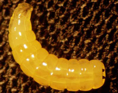 Last instar larvae of the cornsilk fly, Euxesta stigmatias.