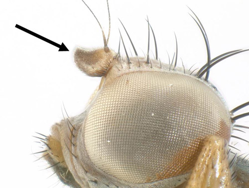 Chaetopsis massyla head showing edge of 1st antennal segment.