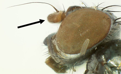 Euxesta spp. head showing rounded edge of 1st antennal segment.