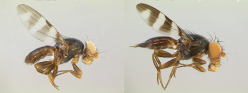 Euxesta annonae male (left) and female (right). 