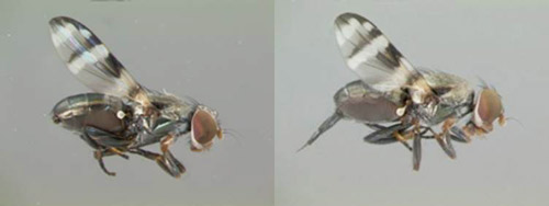 Euxesta eluta male (left) and female (right).