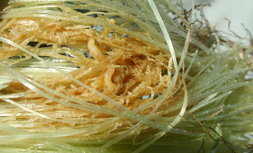 Damage to sweet corn silk by Euxesta spp. and Chaetopsis massyla larvae.