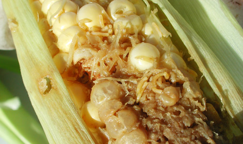 Damage to sweet corn kernels by Euxesta spp. and Chaetopsis massyla larvae.