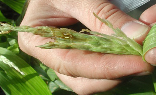 Damage by Chaetopsis massyla larvae to sweet corn tassel within or just emerging from corn whorl.