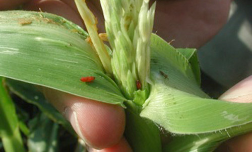 Chaetopsis massyla pupae in sweet corn tassel within whorl. 