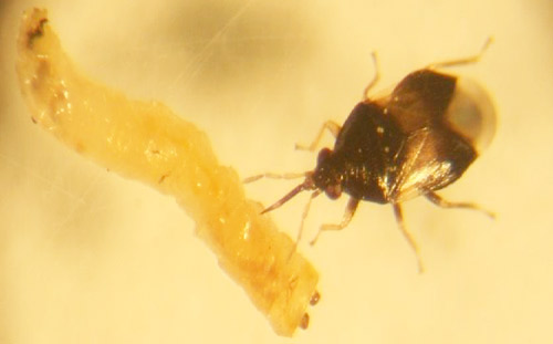 Adult Orius insidiosus feeding on a third instar larva of Euxesta stigmatias.