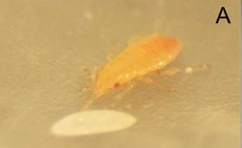 First instar Orius insidiosus nymph feeding on a Euxesta spp. egg.