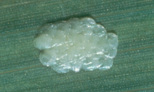 Eggs, soon after being laid, of the European corn borer, Ostrinia nubilalis (Hubner).