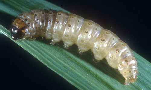 Mature larva of the European corn borer, Ostrinia nubilalis (Hubner). 
