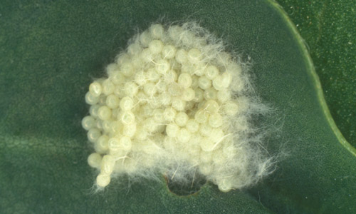 Egg mass of the fall armyworm, Spodoptera frugiperda (J.E. Smith).