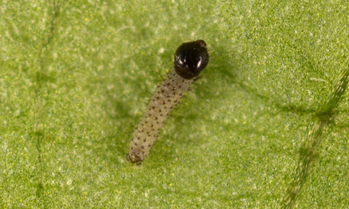 Larva of fall armyworm, Spodoptera frugiperda (J.E. Smith), note light-colored inverted "Y" on front of head. 