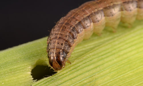 Head capsule of fall armyworm, Spodoptera frugiperda (J.E. Smith) showing light-colored inverted "Y" on front of head