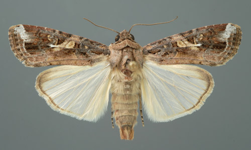 Typical adult male fall armyworm, Spodoptera frugiperda (J.E. Smith).