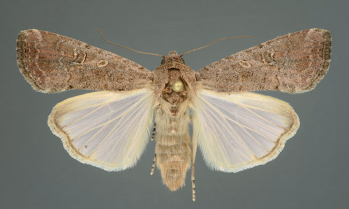 Typical adult female fall armyworm, Spodoptera frugiperda (J.E. Smith). 