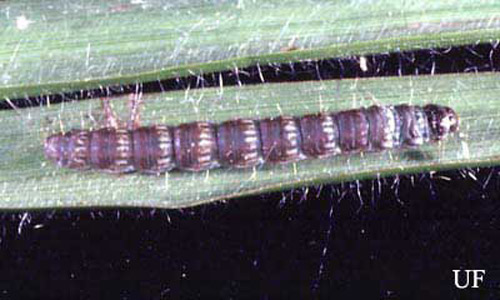 Mature larva of the lesser cornstalk borer, Elasmopalpus lignosellus (Zeller). 
