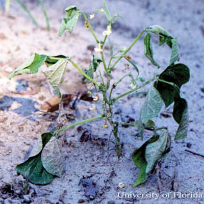 Lesser cornstalk borer, Elasmopalpus lignosellus, damage to soybean. Note wilting due to stalk feeding by larvae. 