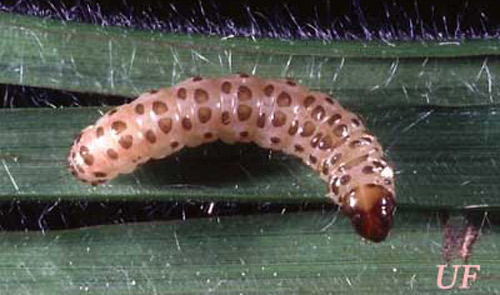 Larva of the sugarcane borer, Diatraea saccharalis (Fabricius).
