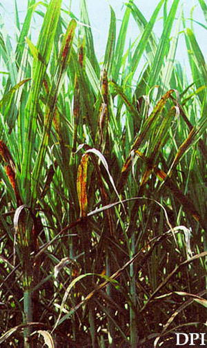 Sugarcane russeted by the sugarcane lace bug, Leptodictya tabida (Herrich-Schaeffer). 