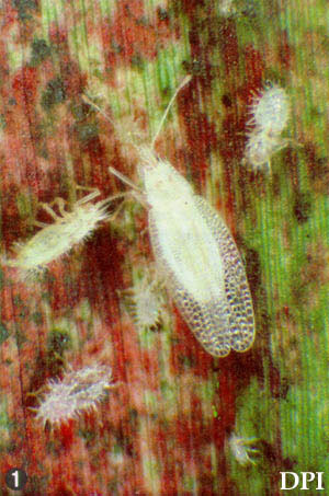 Adult and nymph of the sugarcane lace bug, Leptodictya tabida (Herrich- Schaeffer). 
