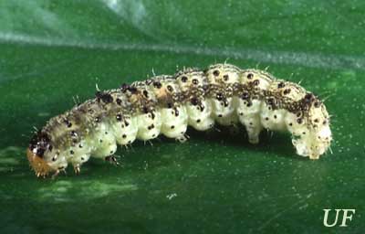 Larva of the tobacco budworm