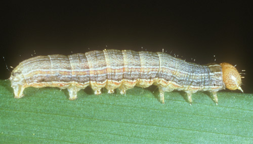 Larva of the armyworm, Pseudaletia unipuncta (Haworth).