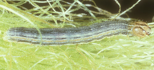 Lateral view of the larva of the armyworm, Pseudaletia unipuncta (Haworth) on corn tassels. 
