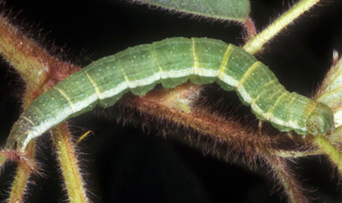 Green form of a velvetbean caterpillar, Anticarsia gemmatalis (Hübner). 