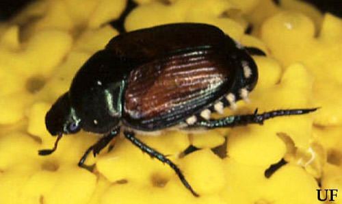 Figure 1. Adult Japanese beetle, Popillia japonica Newman. Photograph by James Castner, University of Florida.