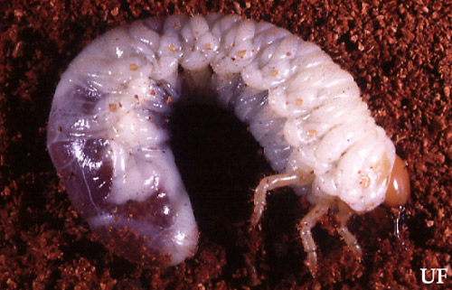 Typical white grub of the genus Phyllophaga. 
