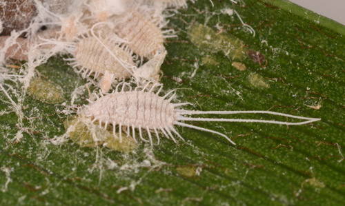 Adult longtailed mealybugs, Pseudococcus longispinus (Targioni Tozzetti), note the two long, waxy filaments protruding from the last abdominal segment, which is diagnostic for this species