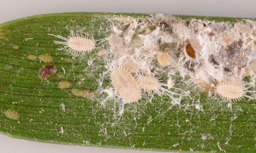Population of longtailed mealybug, Pseudococcuslongispinus (Targioni Tozzetti), beside a population of hemispherical scale insects, Saissettia coffeae (Walker, 1852) on a cycad leaf. The scale insects are the brown and yellow ovals on the left side of the leaf