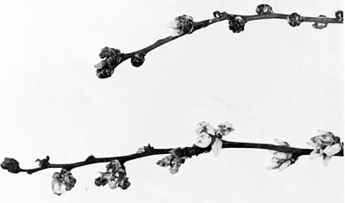 Blueberry buds infested by the blueberry bud mite, Acalitus vaccinii (Keifer) (upper); uninfested buds (lower). 