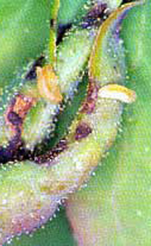 Larvae of the blueberry gall midge, Dasineura oxycoccana (Johnson), and leaf curling of rabbiteye blueberry.