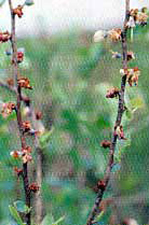 Aborted rabbiteye blueberry blooms due to infestation of the blueberry gall midge, Dasineura oxycoccana (Johnson). 