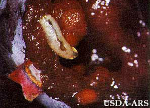 Blueberry maggot larva, Rhagoletis mendax Curran. 
