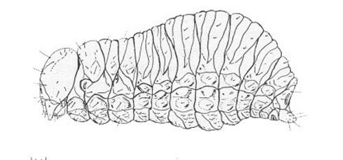 Larva of the banana root borer
