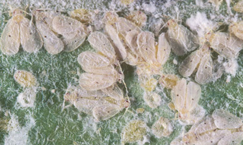 An infestation of Cardin's whitefly, Metaleurodicus cardini (Back). 