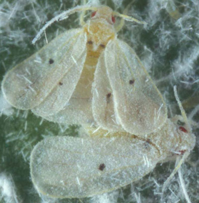 Adult Cardin's whiteflies, Metaleurodicus cardini (Back). 