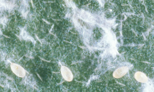 Eggs of the Cardin's whitefly, Metaleurodicus cardini (Back). 