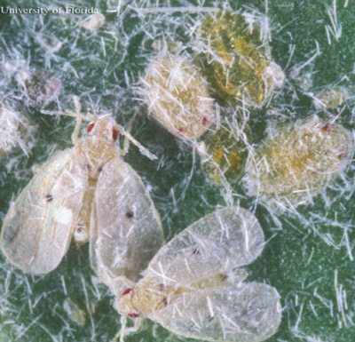 Two pupae of the Cardin's whitefly, Metaleurodicus cardini (Back). The photograph also shows two adults (with wings — in the lower center and left) and two nymphs (more of an orange color), one in the upper right and a second, smaller one, directly below it. The two pupae (one between the adults and the topmost nymph, and the other to the right) are yellowish-white and have red eye-spots. 