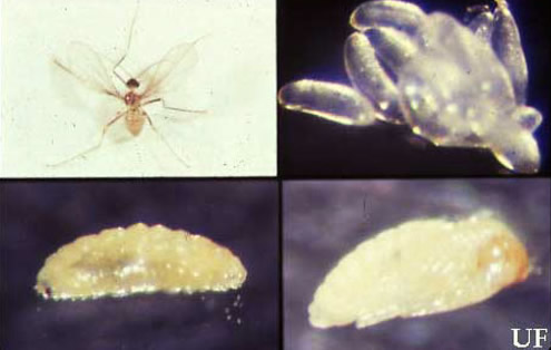 Adult (upper left), eggs (upper right), larva (lower left), pupa (lower right) of the citrus gall midge Prodiplosis longifila Gagné. 