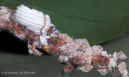 Several life stages of the cottony cushion scales, Icerya purchasi Maskell, on a twig. 