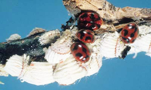 Adult vedalia beetles, Rodolia cardinalis (Mulsant), feeding on cottony cushion scale, Icerya purchasi Maskell. 