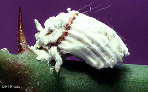 Adult female cottony cushion scale, Icerya purchasi Maskell. 