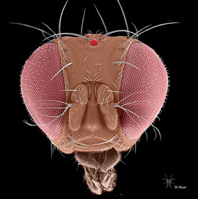 . Head of an adult spotted wing drosophila, Drosophilia suzukii (Matsumura),
