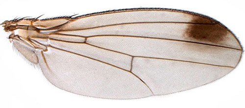 Wing of an adult male spotted wing drosophila, Drosophilia suzukii (Matsumura). Spotless males are also possible, but are rarely observed in the field.
