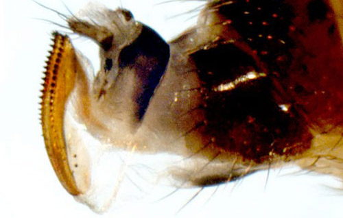 Ovipositor of an adult female spotted wing drosophila, Drosophilia suzukii (Matsumura), lateral view. 