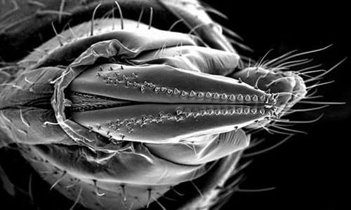SEM of an ovipositor of an adult female spotted wing drosophila, Drosophilia suzukii (Matsumura), posterior view. 