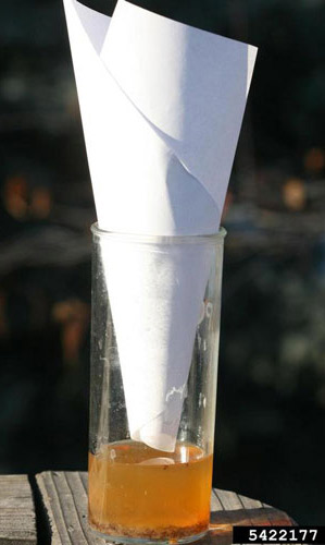 Simple funnel trap baited with vinegar to trap adult Drosophila. 