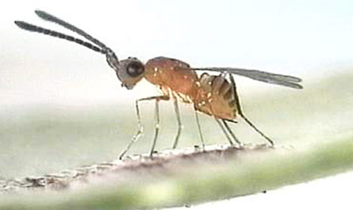 Adult Gonatocerus triguttatus Girault, a wasp parasitoid, lays its eggs in the eggs of the glassy-winged sharpshooter, Homalodisca vitripennis (Germar), which embedded in a leaf. 